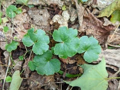 Hydrocotyle americana