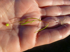 Cotula filifolia