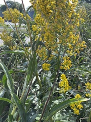 Solidago speciosa