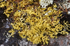 Vulpicida juniperinus