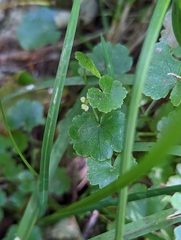 Hydrocotyle americana