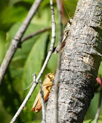 Melanoplus yarrowii