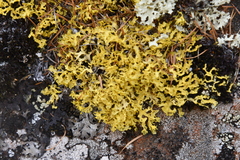 Vulpicida juniperinus