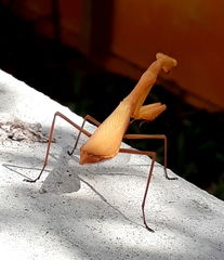 Miomantis caffra