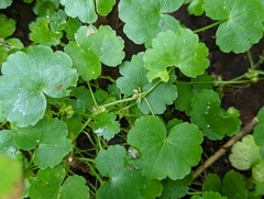 Hydrocotyle americana