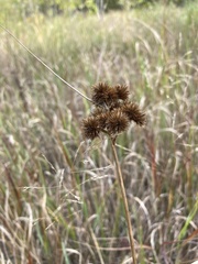 Juncus acuminatus