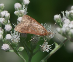 Achyra rantalis
