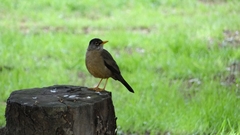 Turdus falcklandii