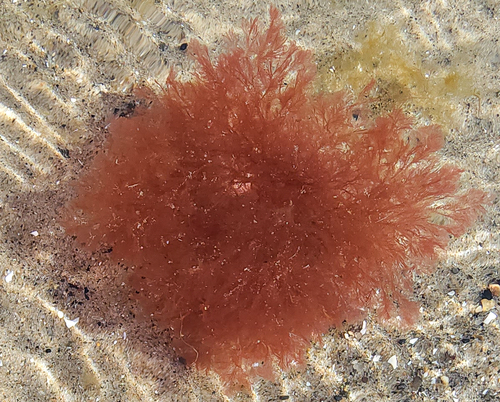 Representative image of Ceramium