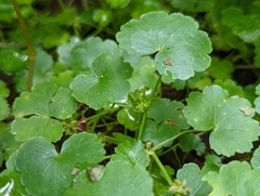 Hydrocotyle americana