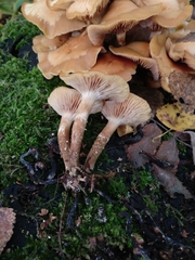 Kuehneromyces mutabilis