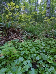 Hydrocotyle americana