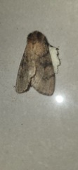 Polymona aboleta
