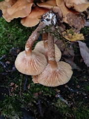 Kuehneromyces mutabilis