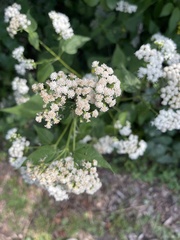 Ageratina altissima