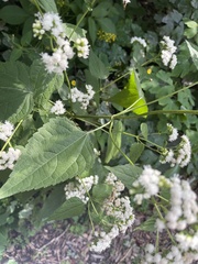 Ageratina altissima