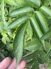 Sambucus