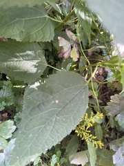Ageratina altissima
