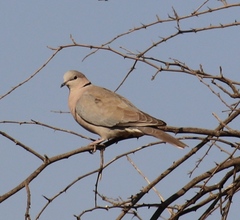 Streptopelia capicola