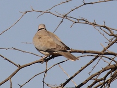 Streptopelia capicola