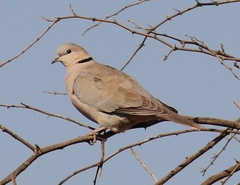 Streptopelia capicola