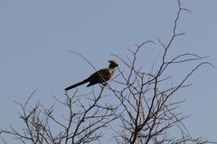 Corythaixoides concolor bechuanae