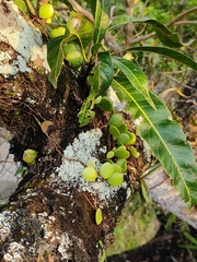 Pyrrosia