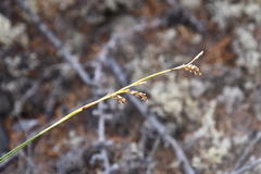 Carex ledebouriana