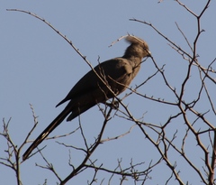 Corythaixoides concolor bechuanae