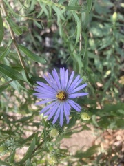 Symphyotrichum oblongifolium