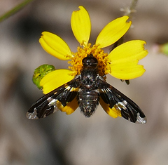 Exoprosopa dorcadion