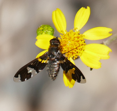 Exoprosopa dorcadion