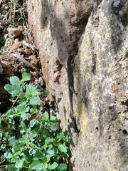 Podarcis muralis nigriventris