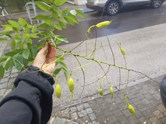 Styphnolobium japonicum