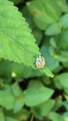 Sphyrocoris obliquus