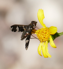 Exoprosopa dorcadion