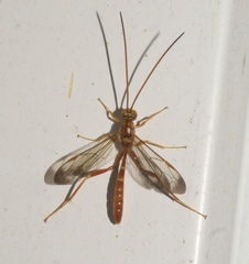 Labeninae