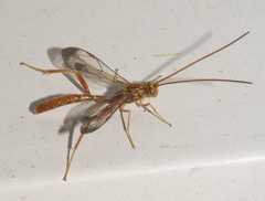 Labeninae