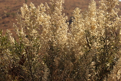 Corythaixoides concolor bechuanae