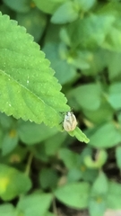 Sphyrocoris obliquus