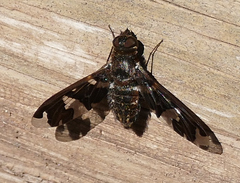 Exoprosopa dorcadion