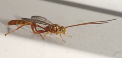 Labeninae