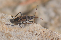 Lasiocoris anomalus
