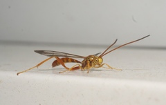 Labeninae