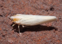 Neocenchrea heidemanni