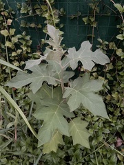 Solanum torvum