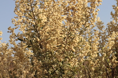 Corythaixoides concolor bechuanae