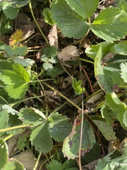 Fragaria vesca