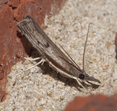 Fissicrambus mutabilis