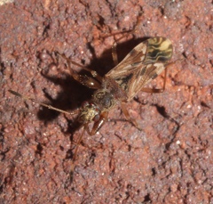 Neopamera albocincta